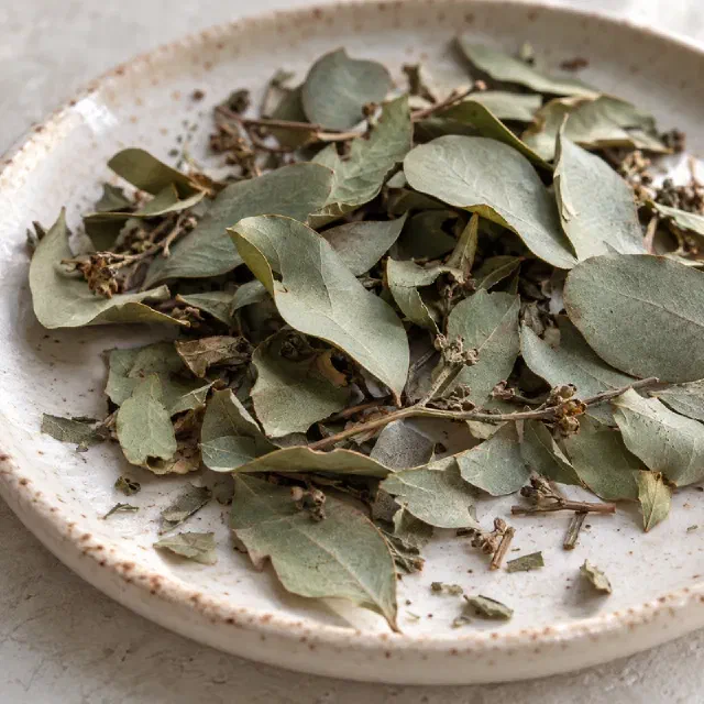 L’eucalyptus